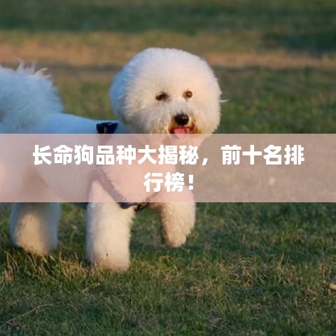 尽心竭力 第2页