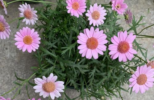 向日葵老版本跟多多官方下载,精细化策略解析&S_v1.845