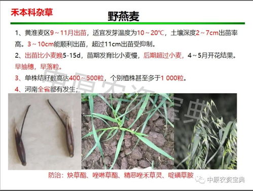 麦穗版本同360服下载官方下载,科学分析解释定义&微型版_v6.646